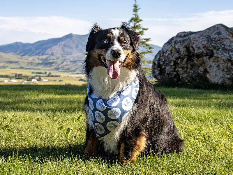 Design Roofing Work Dog